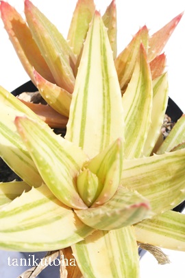 不夜城錦、ふやじょうにしき、アロエ属-Aloe nobilis f. variegata