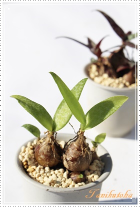 パンキフローラ,シラー属,パンキフローラ、パンキフローラの通販,パンキフローラの育て方増やし方-Liliaceae Scilla panciflora