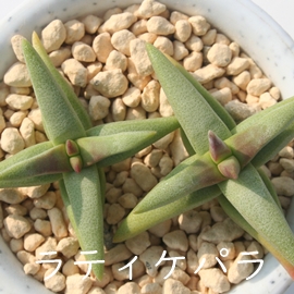 ラティケパラ、ラティセファラ、クラッスラ属-Crassula congesta N.E.Br. subsp. laticephala