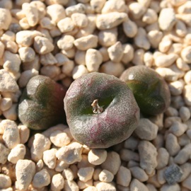 GN`vARmtBc-Conophytum ectipum ssp.