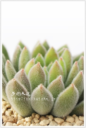 ピロサス、エケベリア属-Echeveria pilosas