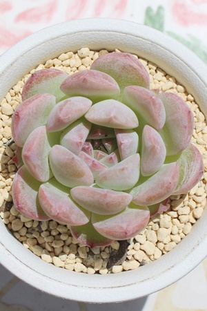 joXAGPxA-Echeveria cv NIVALIS