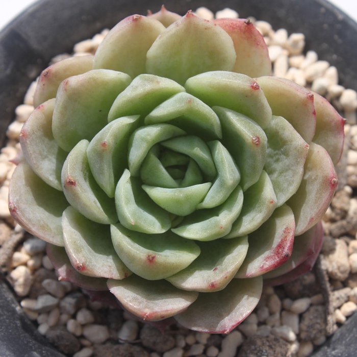 CAh`AGPxA-Echeveria Lime and Chile