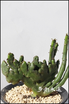 オンコクラータ,ユーホルビア属,オンコクラータ通販,オンコクラータ育て方殖やし方,オンコクラータ販売-Euphorbia oncoclada,多肉永遠
