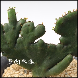IRN[^,[zrA,IRN[^ʔ,IRN[^ĕB₵,IRN[^̔-Euphorbia oncoclada,i