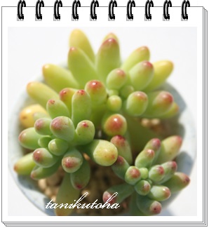 SAƂ߂AZ_-Sedum pachyphyllum