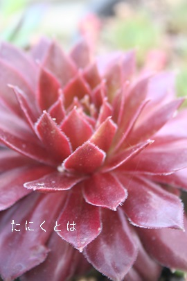 レッドローズ、センペルビウム属-Sempervivum Red Rose