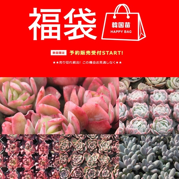 2026�؍��c���ܔ̔�,�G�P�x���A ���������� �̔�,�����l�ߍ��킹 ����,�����͂������y����,�l�C�i�����Z�b�g,�G�P�x���A���ܒʔ�,�������ܔ̔�,���A���� ���y���݋l�ߍ��킹 ���ʌ���,�����i�����ܕ]��"