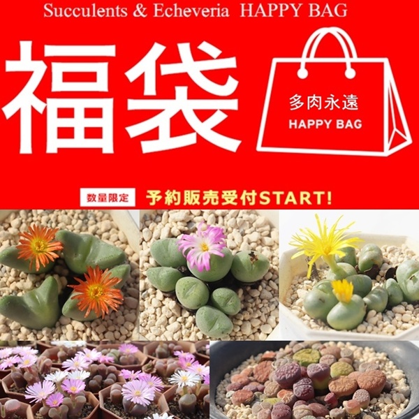 �R�m�t�B�c�� ���g�[�v�X ���� 2026 5��~ 9�� �����A�� �������� �����c ���y���݃Z�b�g �l�ߍ��킹 ���S��OK ���ʌ��� ��e��