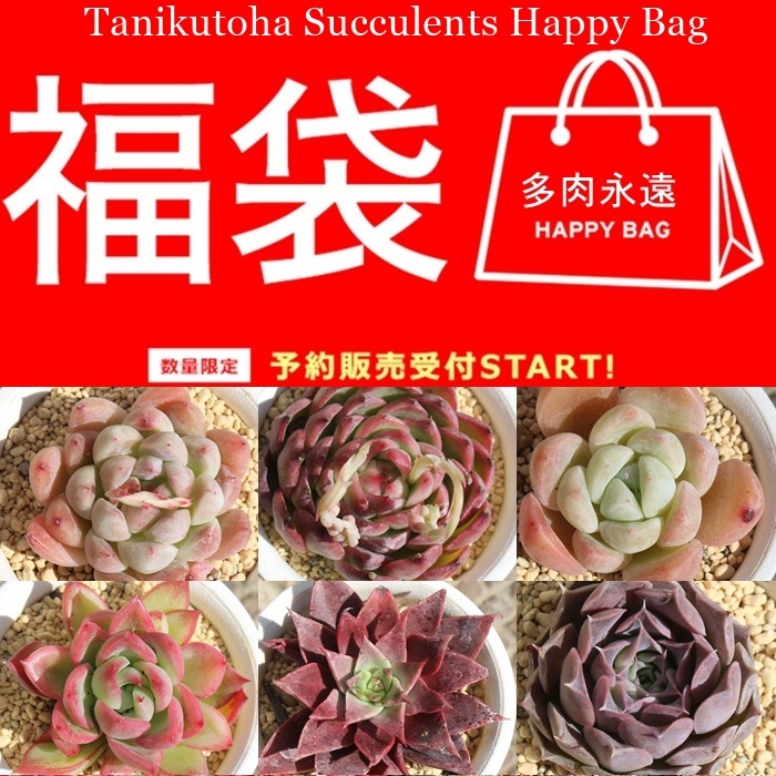 2026�l�C�̃G�P�x���A�𒆐S�Ɍ��I�������܁B�Q�n�����Д_��炿�ŏ�v�ȕc�����͂��B�F�E�`���܂��܂ȕi�킪���邨���Ȑ��ʌ���Z�b�g