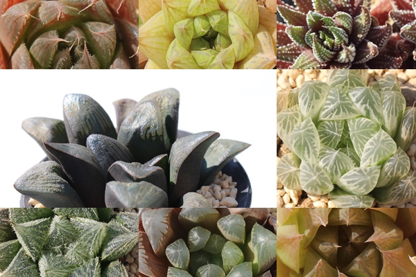 2026�n�I���`�A���ܔ̔�,�����A���̕��ܔ̔�,�����A�� ����  �������� ���y���݃Z�b�g �l�ߍ��킹 ���S��OK ���ʌ���,�������ܔ̔�,�������ߑ�������,�����i�����ܕ]��