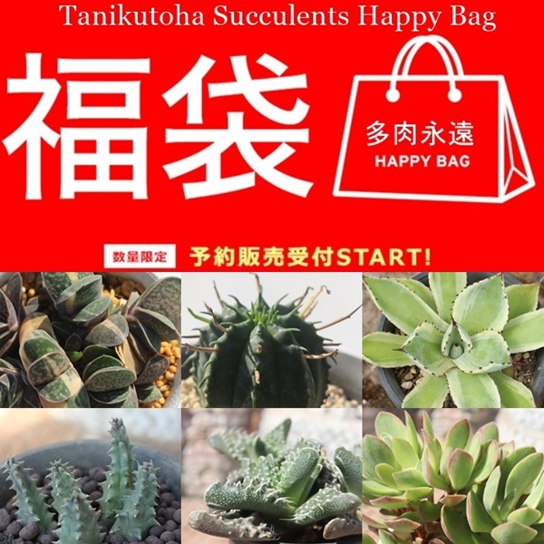 2026�V�t �����A�� ���_�꒼������ �G�P�x���A�E�n�I���`�A�E�R�m�t�B�c���ȂǋG�߂̑����������ɋl�ߍ��킹�B���S�҂���R���N�^�[�܂Ŋy���߂����Z�b�g,���A��������,�����i��