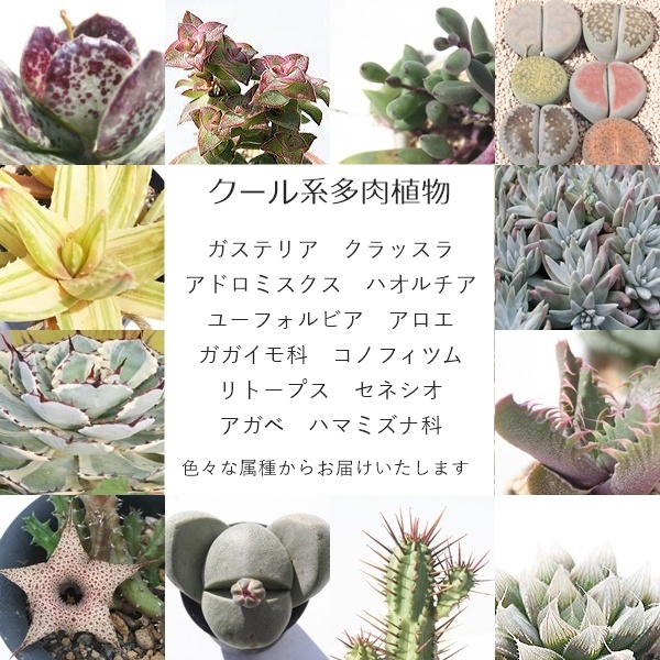 多肉植物専門農場直送の福袋 エケベリア・ハオルチア・コノフィツムなど季節の多肉をお得に詰め合わせ。初心者からコレクターまで楽しめる限定セット,ビザールプランツ,コーデックス多肉福袋,多肉永遠