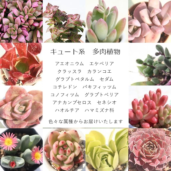 多肉植物専門農場直送の福袋 エケベリア・ハオルチア・コノフィツムなど季節の多肉をお得に詰め合わせ。初心者からコレクターまで楽しめる限定セット,大容量多肉福袋,多肉永遠