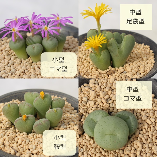 �R�m�t�B�c�� ���g�[�v�X ���� 2026 �J�� ���A �����A�� �������� �����c ���y���݃Z�b�g �l�ߍ��킹 ���S��OK ���ʌ��� ��e��,�����i�����ܕ]��