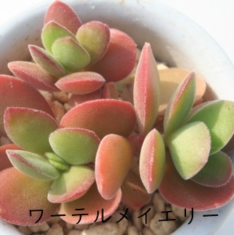 多肉植物 ＞ クラッスラ ＞ ワーテルメイエリー Mサイズ6cmポット