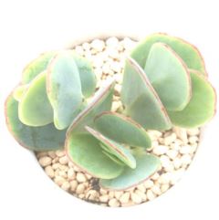 }jGAi kTCY8cm|bg