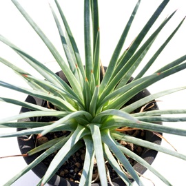 PAЂ߂ӂAAKx-Agave sticta