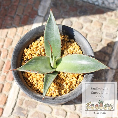 R[^XvE,AKx,R[^XvE̒ʔ,R[^XvËĕ₵,Agave colorata spuriam,i@ɂƂ