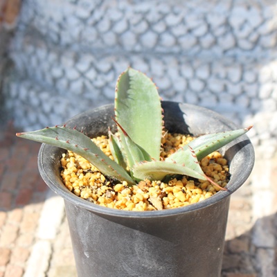 R[^XvE,AKx,R[^XvE̒ʔ,R[^XvËĕ₵,Agave colorata spuriam,i@ɂƂ