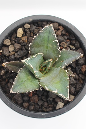 ~,AKx,~̒ʔ,~̈ĕ₵,Agave titanota White whale