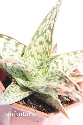 スノーフレイク、アロエ属-Aloe rauhii SNOW FLAKE