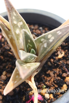 千代田錦,ちよだにしき、アロエ属-Aloe variegata