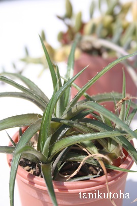 サウンデルシアエ、アロエ属-Aloe saundersiae