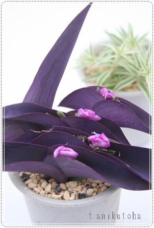 紫御殿,むらさきごてん、トラデスカンチア属-Tradescantia pallida Purpurea