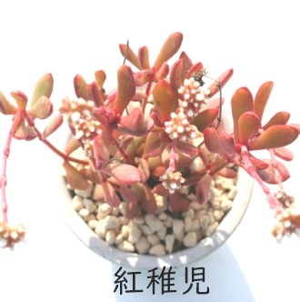 gtAׂɂANbX-Crassula pubescens ssp. radicans