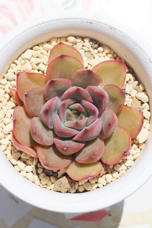 ubfBI,GPxA,GPxÃubfBIʔ,GPxÃubfBIĕ₵-Echeveria bloodyromeo,iɂƂ