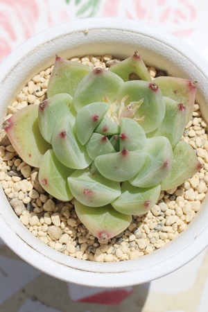 J啟AGPxA-Echeveria cv ' mochadaifuku