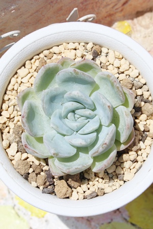 ݂邭AGPxA-Echeveria cv 'milk chan