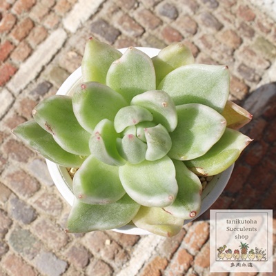 ,шĕ,ђʔ,шĕ₵,эgt,їt,؍c,Echeveria lemu variegata,iɂƂ