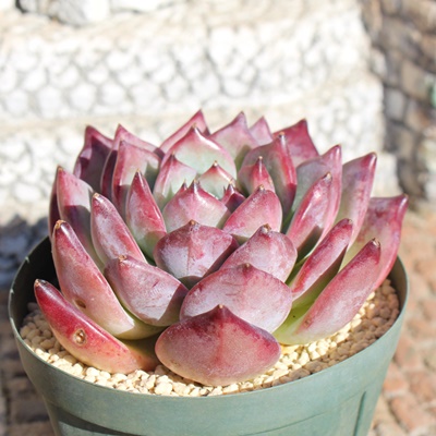 cr[,cr[ĕ,cr[ʔ,cr[ĕ₵,cr[gt,cr[t,Echeveria latum ruby,iɂƂ