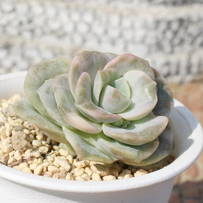 u[[Y,u[[Yшĕ,u[[Yђʔ,u[[Yшĕ₵,u[[Yэgt,u[[Yїt,؍c,Echeveria lovery rose bariegata,iɂƂ