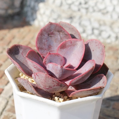 bhXJC,bhXJCĕ,bhXJCʔ,bhXJCĕ₵,bhXJCgt,bhXJCt,Echeveria red sky,iɂƂ