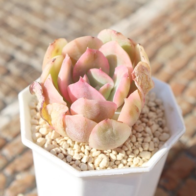 G,Gшĕ,Gђʔ,Gшĕ₵,Gэgt,Gїt,ic,؍c,Echeveria Luella variegata,iɂƂ