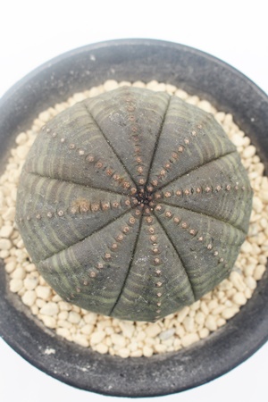 VgJA[tHrA-Euphorbia symmetrica