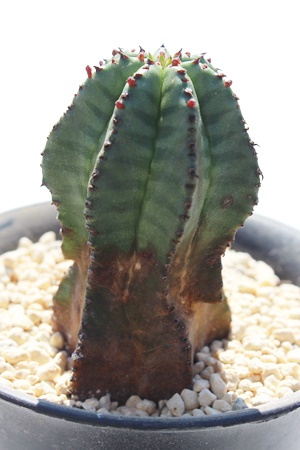 AmvAA[tHrA-Euphorbia anopuria