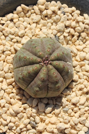 IxTVA[tHrA-Euphorbia mammillaris