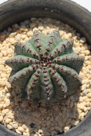 z_VA[tHrA-Euphorbia enopla