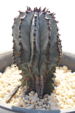 ߃|SiA[tHrA-Euphorbia polygona