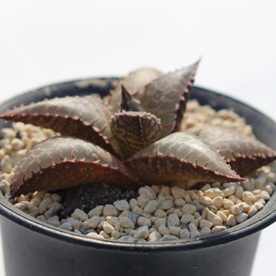 ؃bh,nI`A,؃bh̒ʔ,؃bḧĕ؃bh₵,nI`AJXj,zj,hVj,aj,Vzj,-Haworthia Angiopteris lygodiifolia