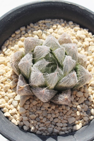 ʉf,JXj,zj,Vzj,hVj,܎Oj,o^CMtg,iwj,nI`A-Haworthia umbraticola var.GYOKUEI.