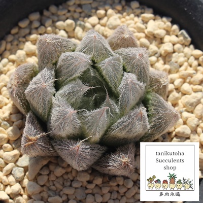 VO,nI`A,VO̒ʔ,VÖĕVO₵,nI`AJXj,zj,hVj,aj,Vzj,-Haworthia ShangriLa