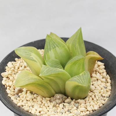 c[T,nI`A,c[Tт̒ʔ,c[Tт̈ĕc[Tё₵,nI`AJXj,zj,hVj,aj,Vzj,-Haworthia retusa variegata