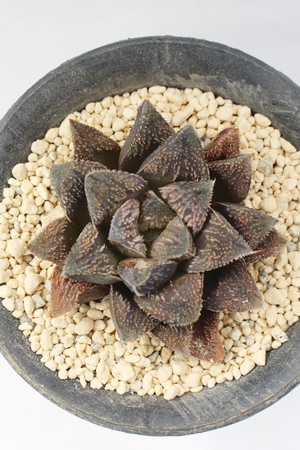 َ,JXj,zj,Vzj,hVj,܎Oj,o^CMtg,iwj,nI`A-Haworthia umbraticola var.GYOKUEI.