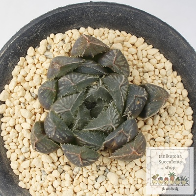 aIuc[T,nI`A,aIuc[T̒ʔ,aIuc[T̈ĕaIuc[T₵,nI`AJXj,zj,hVj,aj,Vzj,-Haworthia yumedono obtusa