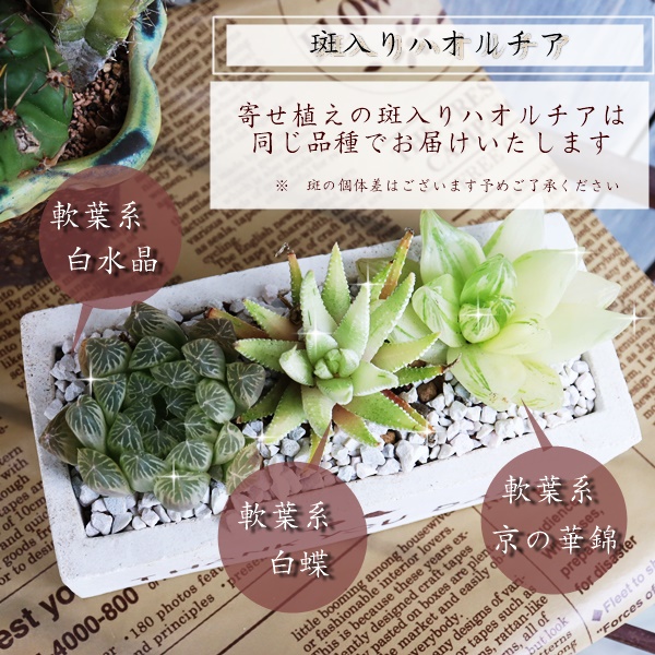 nI`A̓Mtg,̓ɑA𑡂,ɂ̓,ȕ̓̃v[g,̓,̓T{e,̓,ɂ̊񂹐A,Å񂹐A̔,A̓̑̕蕨̔,i